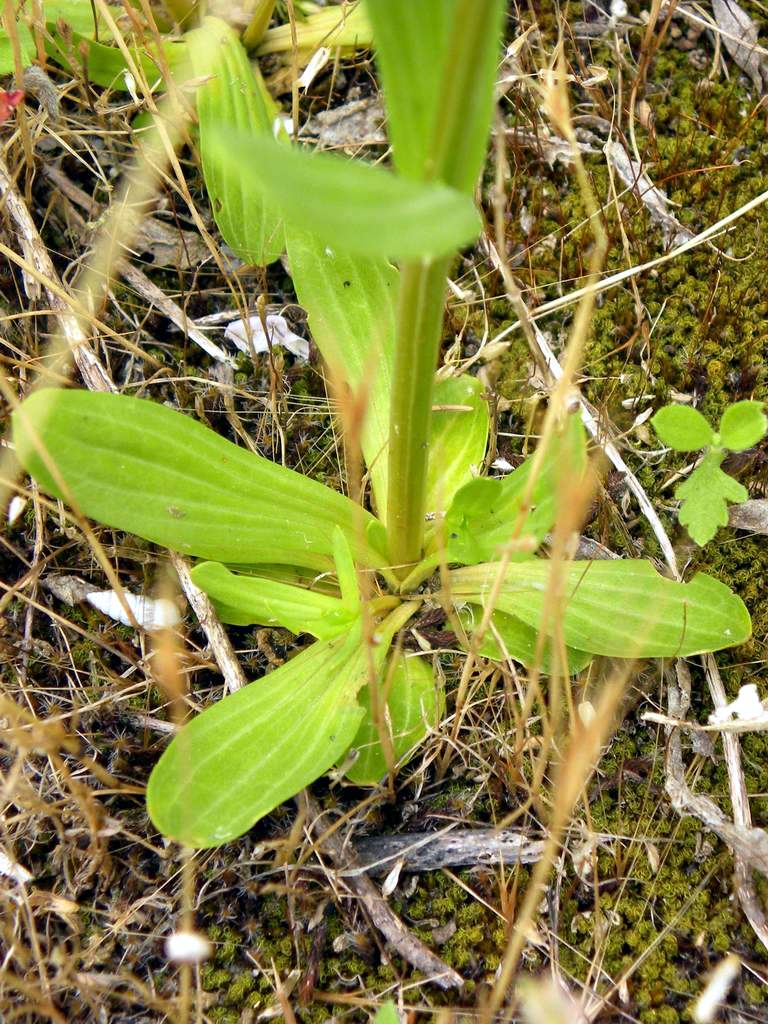 Lido di Venezia : Centaurium erytraea